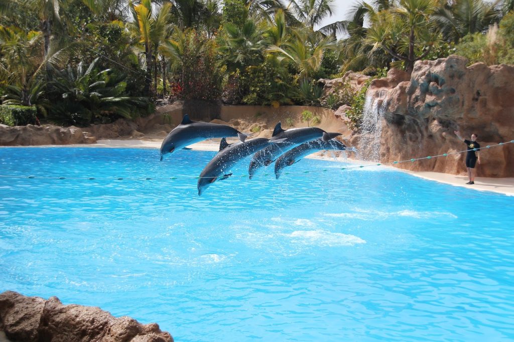 loro parque, tenerife, dolphin-2192439.jpg